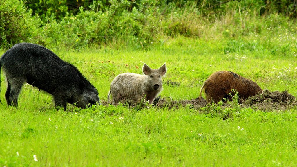 feral hogs are invasive and destructive