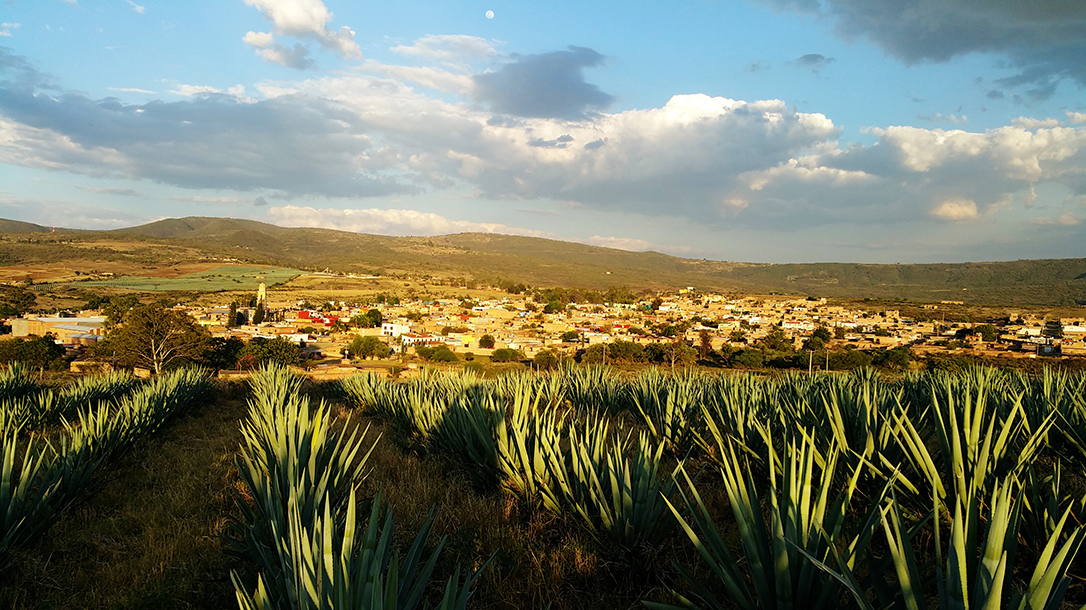 Tequila, agave plant, Mexico