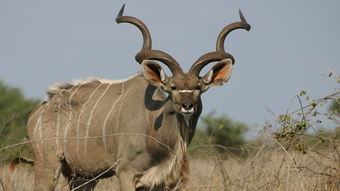 Kudu, Africa