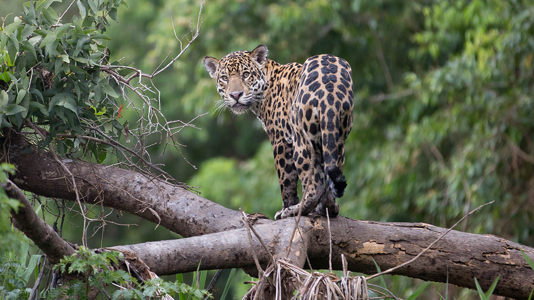 Jaguar, hunting