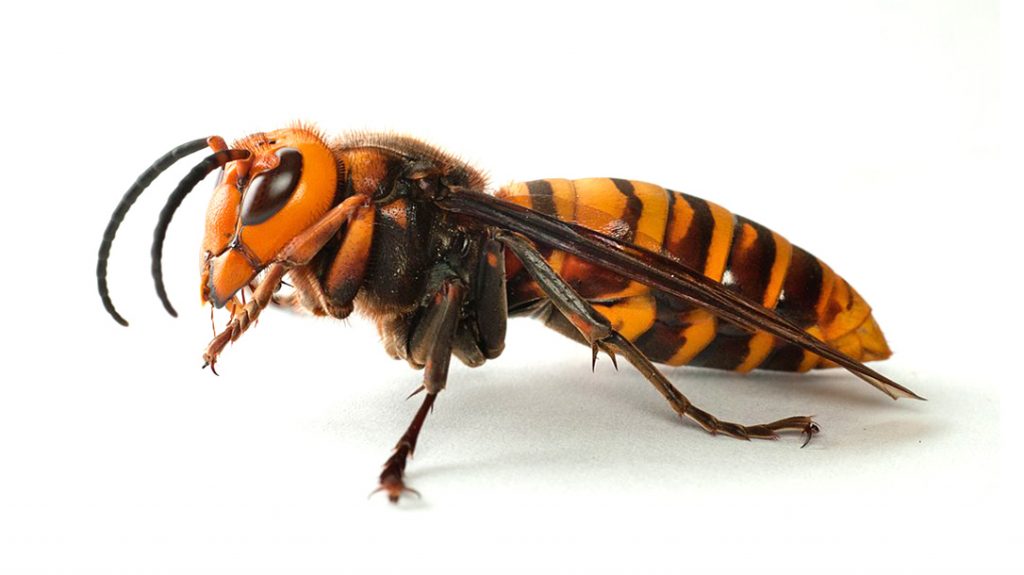 Stinging Insects, Murder Hornet, deadly