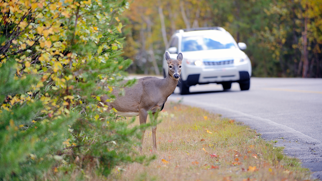 Eating Roadkill, Harvesting Roadkill, deer