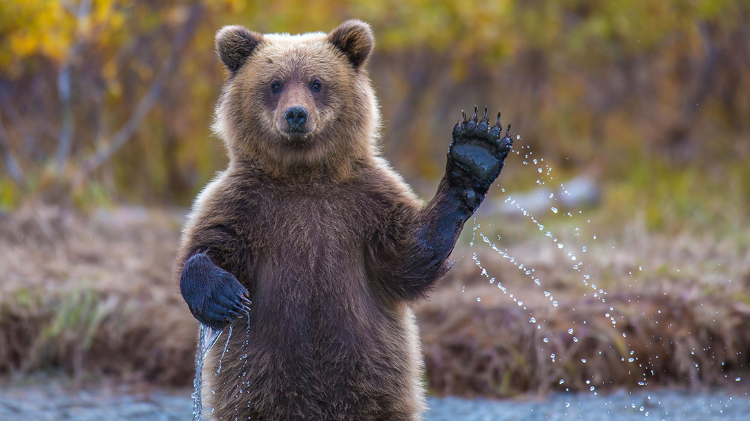 Bear waving, wanting to be friends.