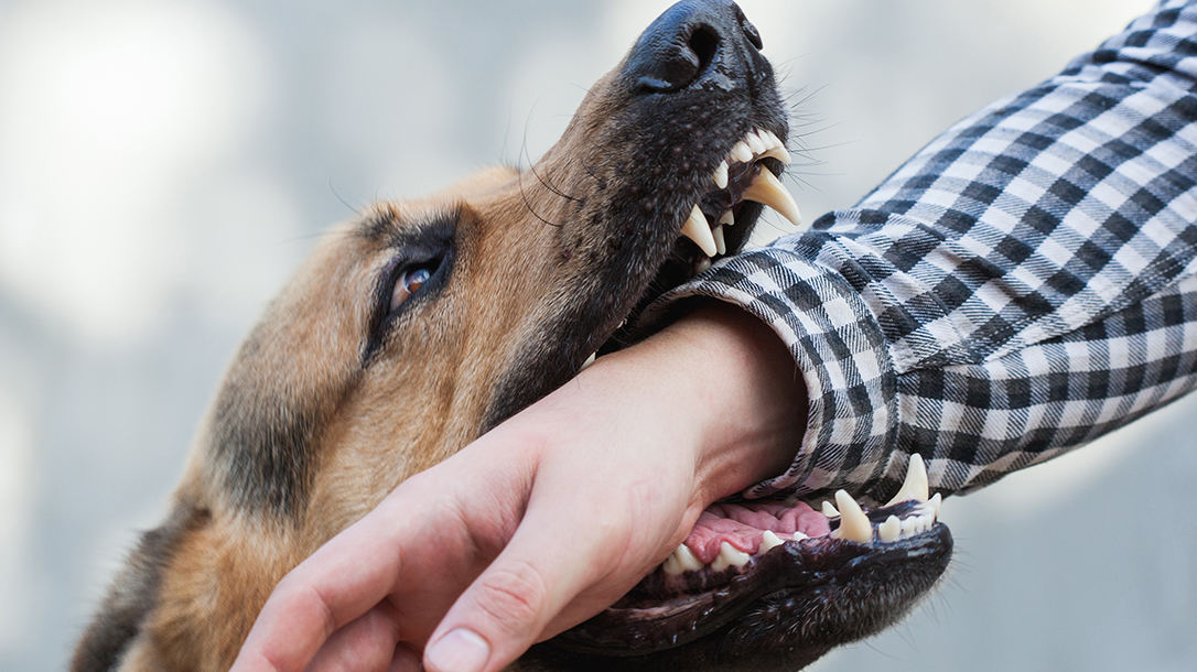 A dog's bite can indeed be worse than his bark, when trained properly.