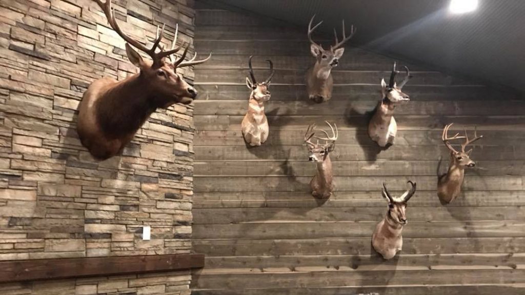 Trophy mounts adorn the raw-lumber walls and other areas of High Bar Homestead, for a warm, inviting feel.