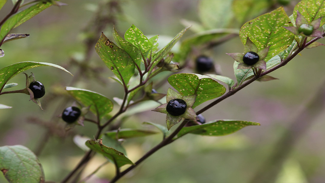 Deadly Nightshade berries are extremely hazardous to your health.