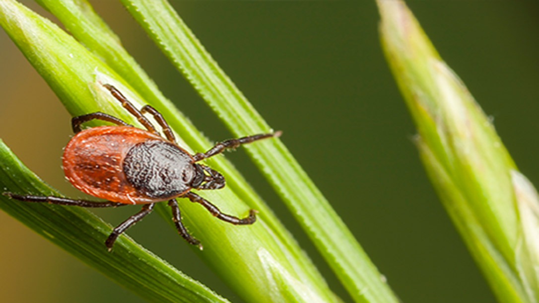 Learn how to remove a tick safely.