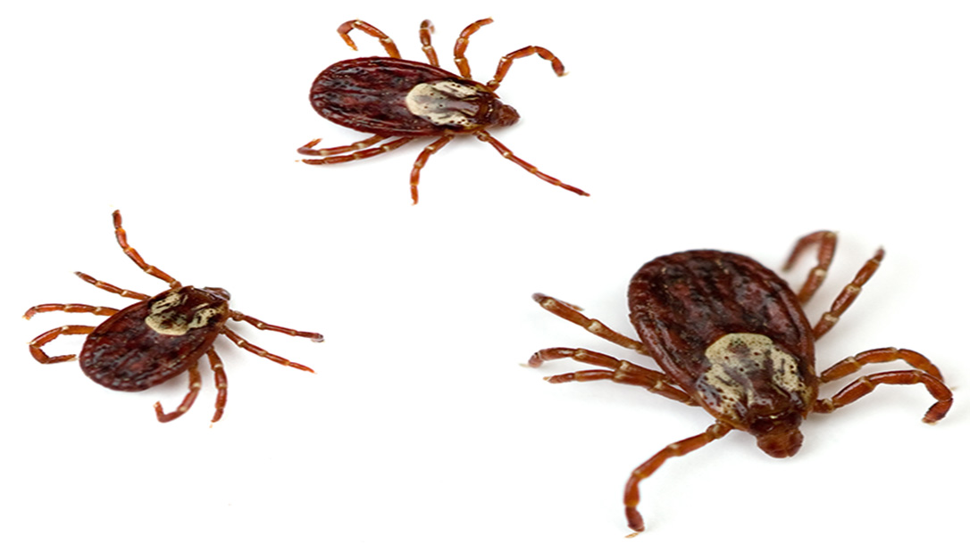 Ticks can carry a lot of diseases, mainly Lyme disease.