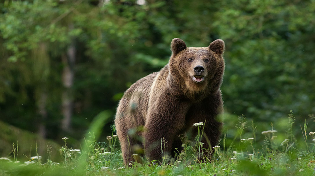 Surviving a bear attack is something very few have done, but with this info, you may just survive.