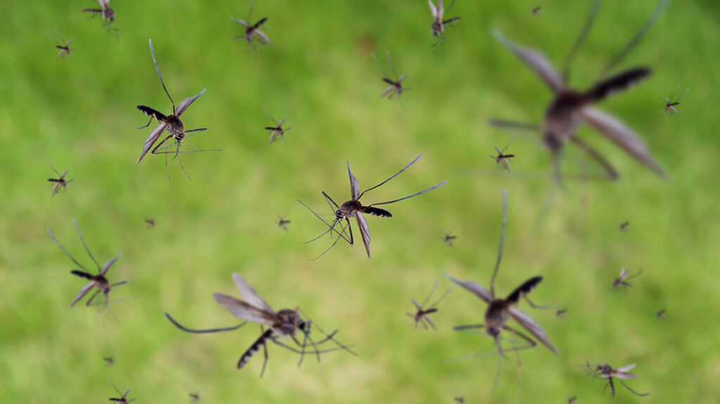 Killer Animals: Mosquitoes.