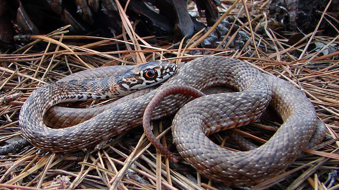 Know Your Nonvenomous Snakes They Re Good For The Farm And Field