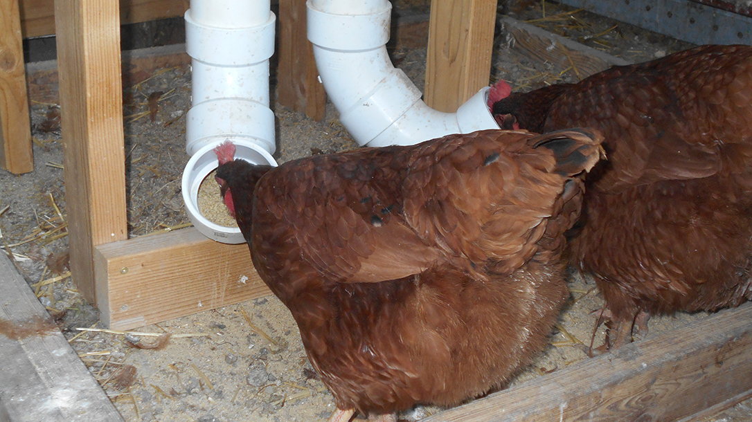 A Simple Guide to Building Your Own DIY Chicken Feeder