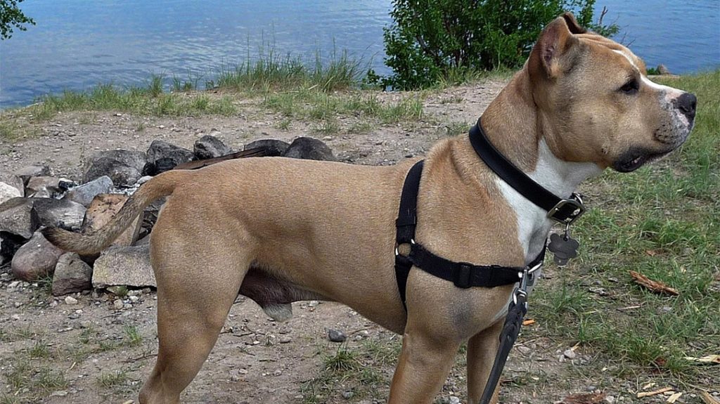 Protective Dog Breeds: Staffordshire Terrier.